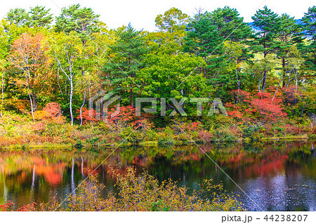 志賀草津道路の風景　紅葉 44238207