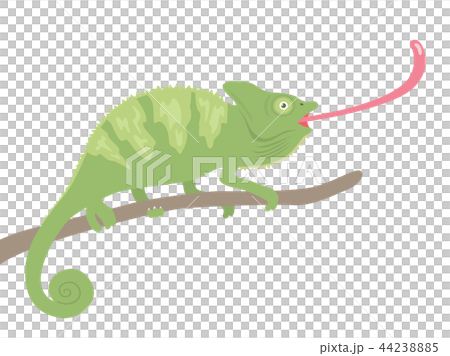 變色龍 變色龍 44238885