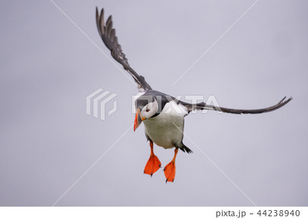 Cute Atlantic Puffin in flight  44238940