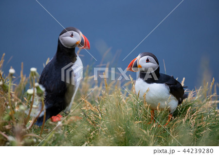 Cute Atlantic Puffin Borgarfjordur eystri ,Iceland 44239280
