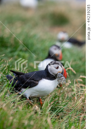 Atlantic Puffin with small fish in its beak Atlantic Puffin with small fish in its beak 44239285