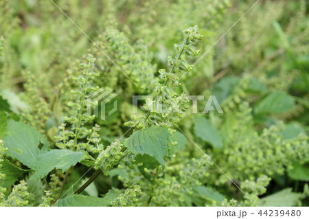 シソ　シソの花 44239480