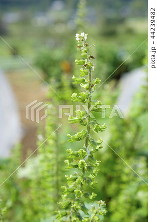 シソ　シソの花 44239482