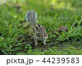 シマリス 44239583