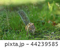 シマリス 44239585