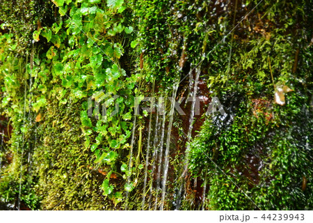 安曇野の延命水 44239943