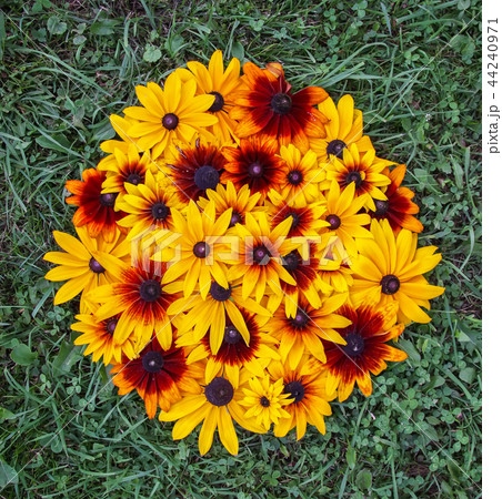 Black-eyed susan or Rudbeckia hirta plant Black-eyed susan or Rudbeckia hirta plant 44240971