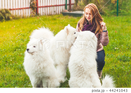 Caucasian girl with white Samoyed dogs 44241043