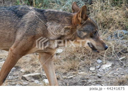 Canis Lupus Signatus walking towards right direction Canis Lupus Signatus walking towards right direction 44241675