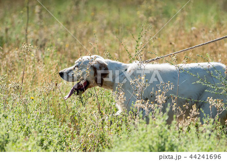 Pointer dog with long hair and open mouth 44241696