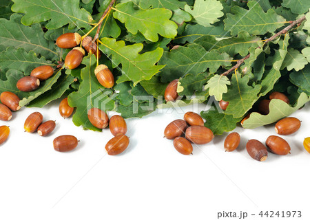 Acorns and branch with leaves white background Acorns and branch with leaves white background 44241973