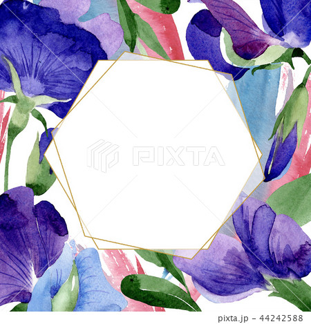 Watercolor purple sweet pea flower. Floral botanical flower. Frame border ornament square. 44242588