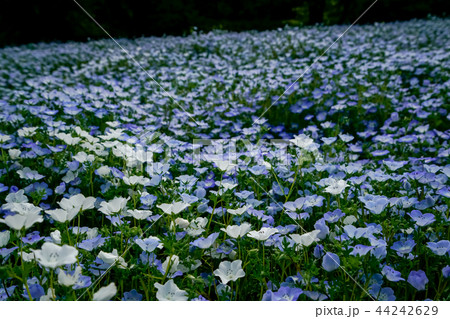 ネモフィラ 花畑 ネモフィラ 花畑 44242629