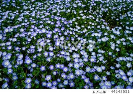 ネモフィラ 花畑 ネモフィラ 花畑 44242631