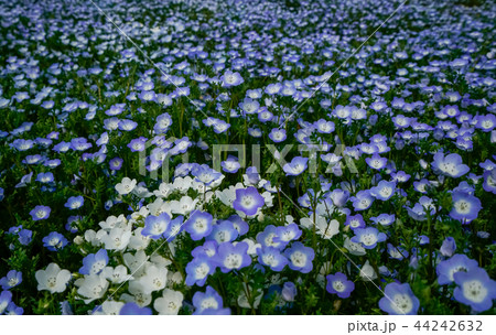 ネモフィラ 花畑 ネモフィラ 花畑 44242632