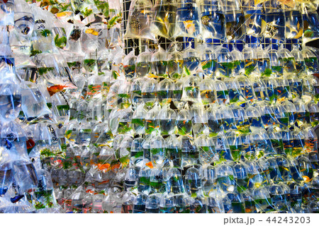Goldfish market in Hong Kong 44243203