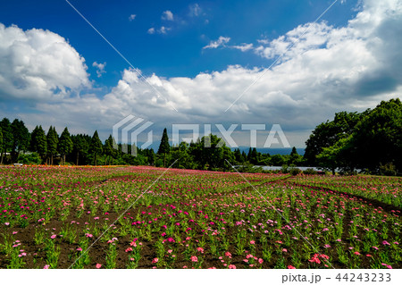 花畑 ナデシコ 花畑 ナデシコ 44243233