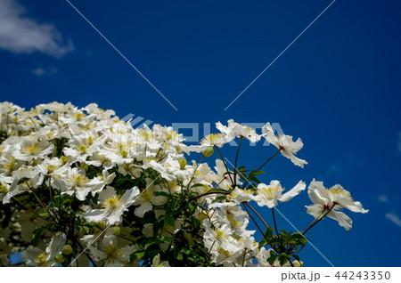 クレマチス・モンタナ 44243350