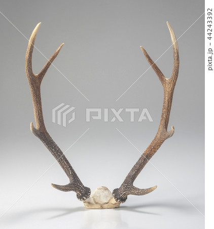 鹿の角 44243392