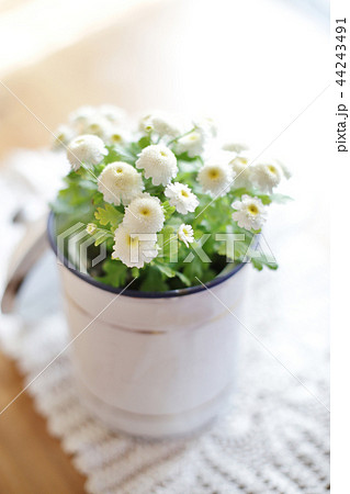 インドアグリーン 緑と花 インドアグリーン 緑と花 44243491