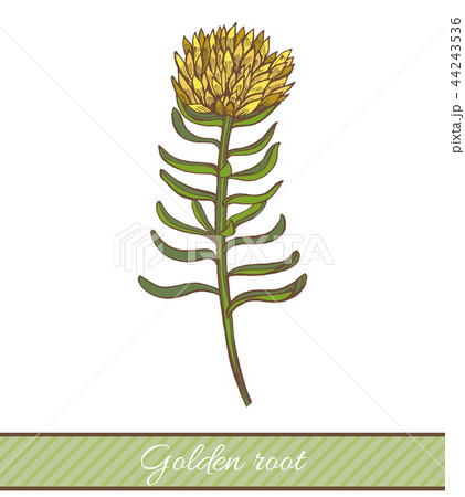 Colored Golden Root in Hand Drawn Style 44243536