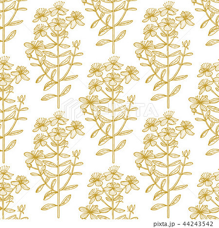 Hypericum Graphic Pattern in Hand Drawn Style 44243542