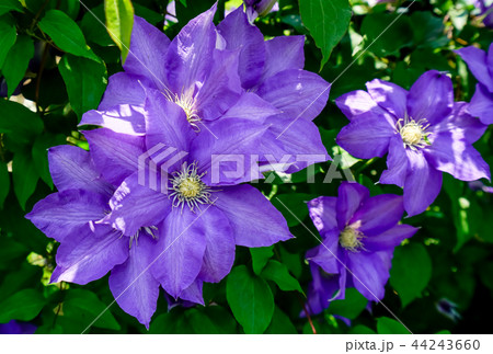 クレマチス クレマチス 44243660