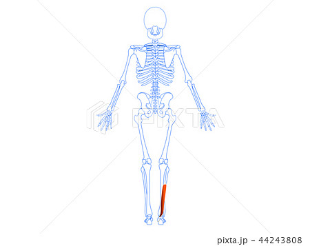 長母指屈筋2 44243808