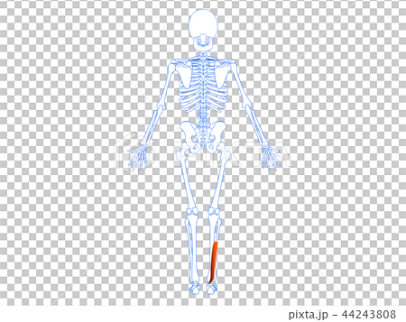 長母指屈筋2 44243808
