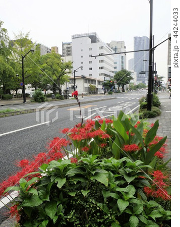 広島市 城南通りと広島駅前の高層ビル 広島市 城南通りと広島駅前の高層ビル 44244033