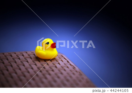 Empty swimming pool toy duck  44244105