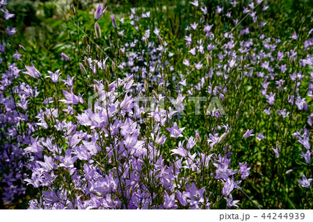 ハタザオキキョウ 44244939