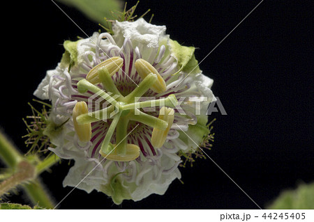 Close up Fetid passionflower Close up Fetid passionflower 44245405