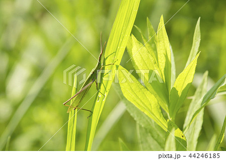 ショウリョウバッタ 44246185