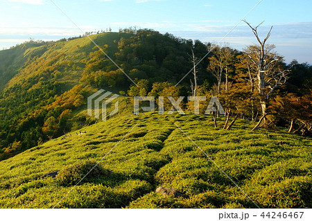 北大台の秋（奈良県吉野郡上北山村） 44246467