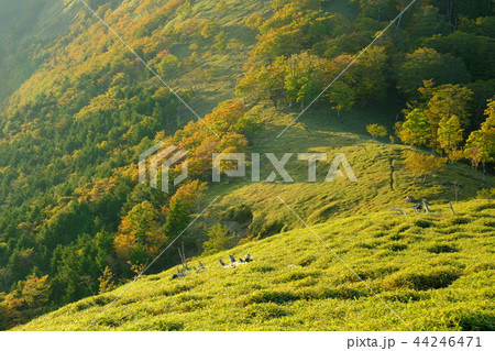 北大台の秋(奈良県吉野郡上北山村) 北大台の秋(奈良県吉野郡上北山村) 44246471