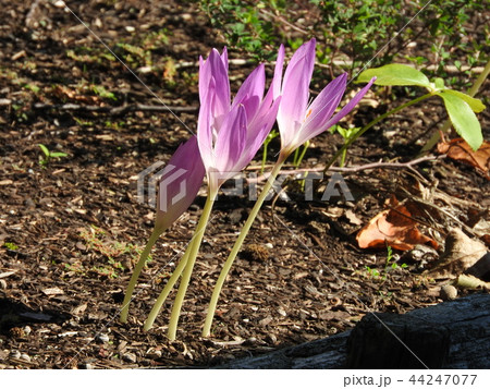 イヌサフランの花 44247077