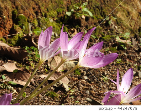 イヌサフランの花 イヌサフランの花 44247078