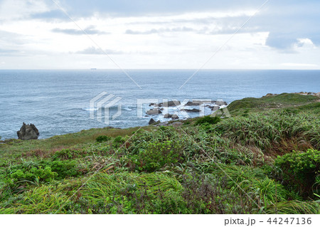 犬吠埼の植生と太平洋 犬吠埼の植生と太平洋 44247136