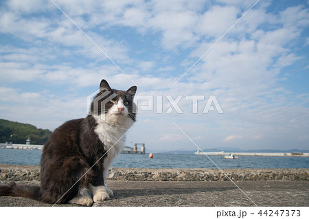 田代島 みなと猫 田代島 みなと猫 44247373