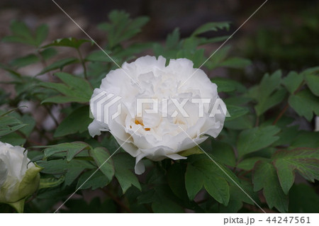 牡丹　品種は白王獅子　花言葉は「王者の風格」 44247561