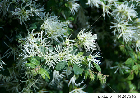 白花常盤満作 シロバナトキワマンサク 花言葉は 不思議な力 の写真素材