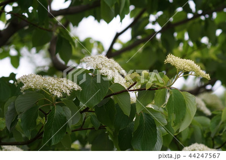 水木 ミズキ 花言葉は 耐久 の写真素材