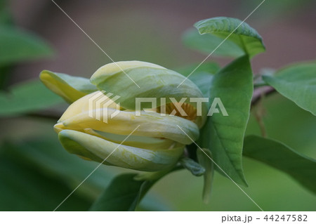 黄色いモクレン 黄木蓮 花言葉は「愛に忠実」 黄色いモクレン 黄木蓮 花言葉は「愛に忠実」 44247582