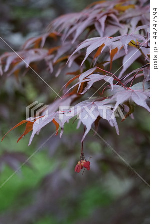 野村紅葉の実 44247594