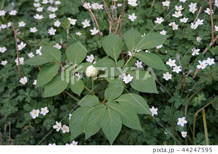 山芍薬と二輪草 44247595