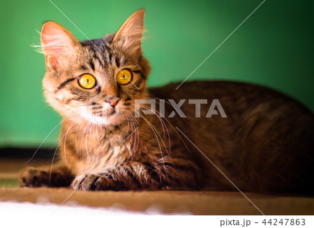 Striped cat with yellow eyes, beautiful home cat Striped cat with yellow eyes, beautiful home cat 44247863