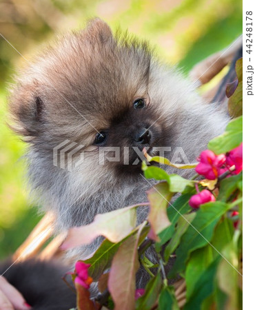 pomeranian puppy is sitting in the basket pomeranian puppy is sitting in the basket 44248178
