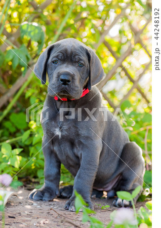 Gray Great Dane dog puppy outdoor Gray Great Dane dog puppy outdoor 44248192