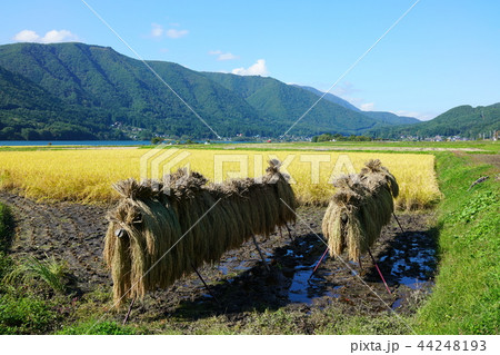 秋の屏風　収穫後のはぜ掛け　木崎湖　　大町市 44248193